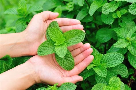 All About Garden Mint: A Refreshing and Fast Growing Herb