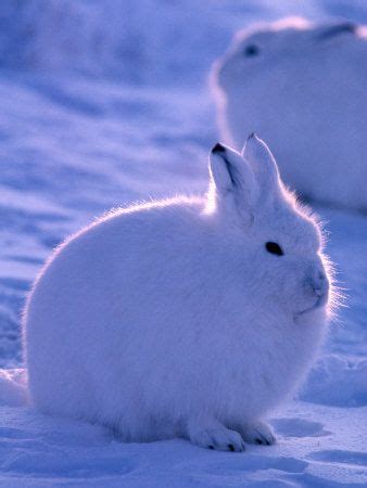 Arctic Hare Ellesmere Island Canada | Cute animals, Arctic animals, Baby animals