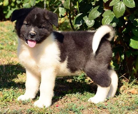 American Akita Puppies Breed information & Puppies for Sale