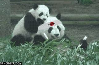 Eating Bamboo GIFs - Find & Share on GIPHY