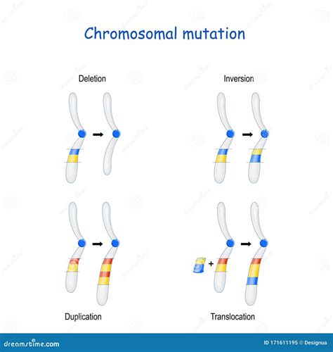 Chromosome Deletion Duplication Inversion Translocation Stock Illustrations – 10 Chromosome ...