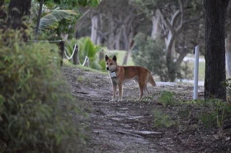 Collar cameras to watch fearless Fraser Island dingoes after recent attacks