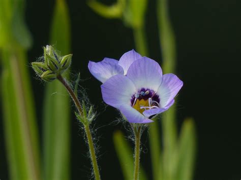 California Native Wildflower Seed Mix - Etsy