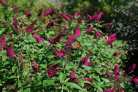 Dwarf Butterfly Bush Care | Dwarf Butterfly Bush Pruning – Lifestyle