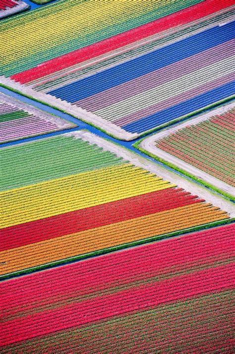 Aerial view tulip fields Holland | Tulip fields, Tulip fields ...