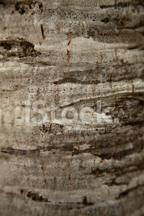 Birch Tree Bark Texture Stock Photo | Royalty-Free | FreeImages