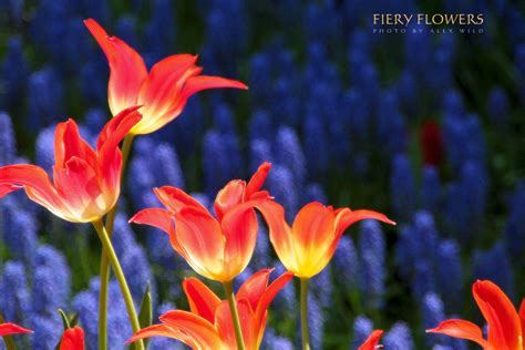 fiery flowers by AlexWild on DeviantArt