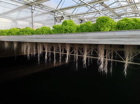 AEROponics growing system | CleanGreens Solutions