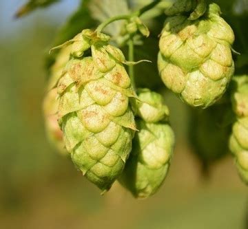 Hops Herb Plants | Kailash Herbs