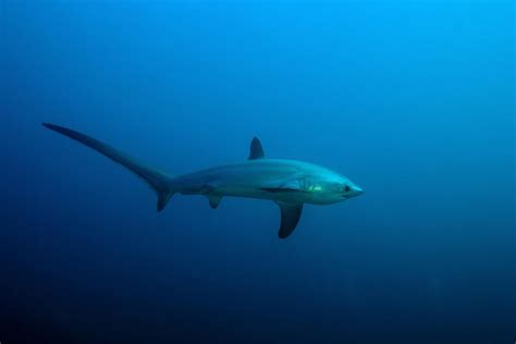 Pelagic Thresher Shark