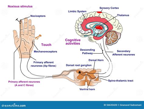 Nerve Response To Pain and Touch Stock Illustration - Illustration of afferent, fibres: 56635420