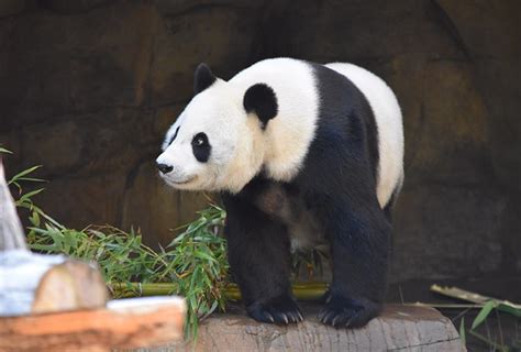 Descubre las características del oso panda gigante | Nubika