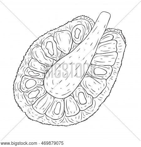 Line Art Jackfruit. Vector & Photo (Free Trial) | Bigstock