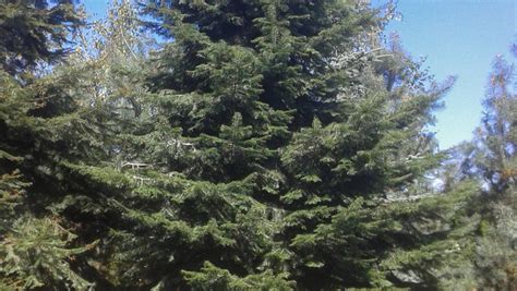 Abies alba | TreeEbb | Online tree-finding tool | Ebben Nurseries