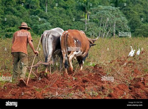 Cuban farmer ploughing field with traditional plough pulled by oxen Stock Photo: 53744160 - Alamy