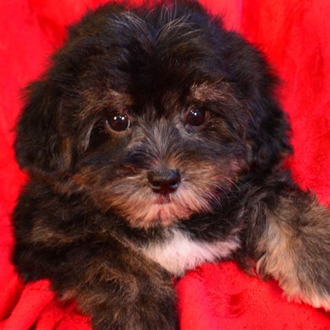 Male Morkie Puppies For Sale | Fancy Pups