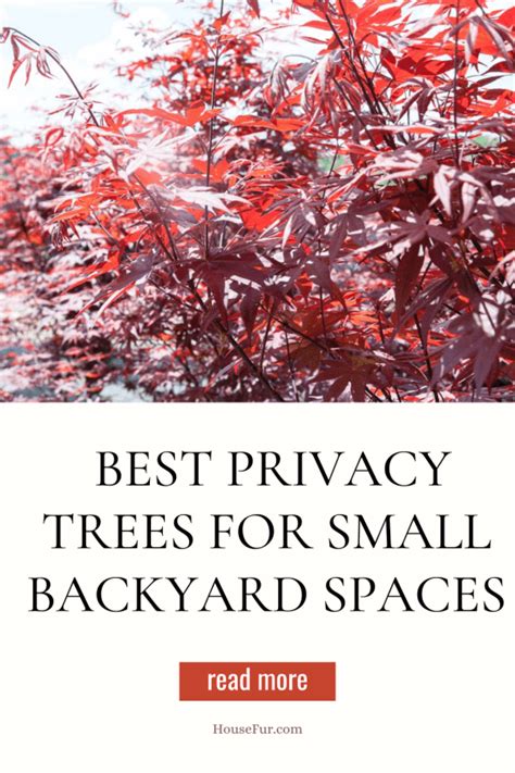 7 Best Privacy Trees for Small Backyards