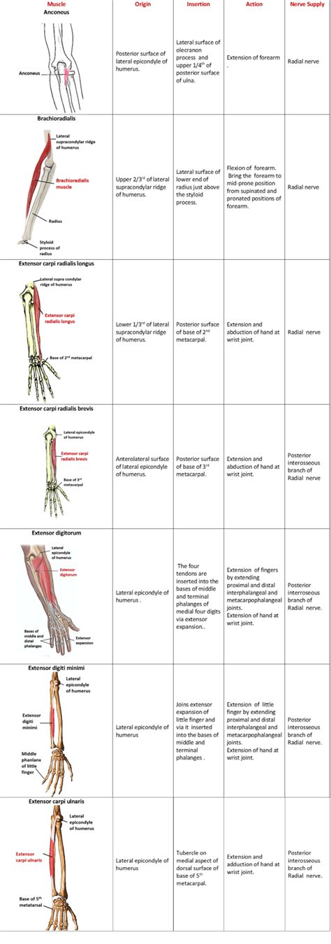 Anatomy QA: Muscles of flexor and extensor compartments of forearm