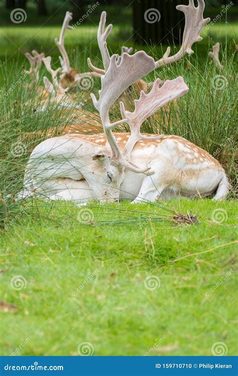 Male Fallow Deer in UK stock photo. Image of season - 159710710