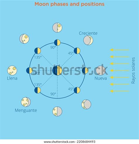 Moon Cycle Vector Illustration Diagram Poster Stock Vector (Royalty ...