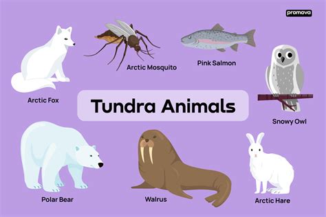 Tundra Animals Collection With Natural Habitat Creatures, 43% OFF