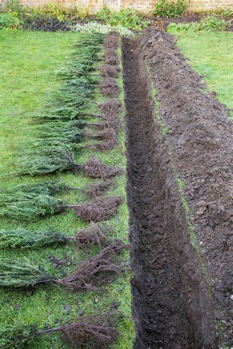 Planting and Aftercare of Bare Root Hedging Plants Hedging Plants ...