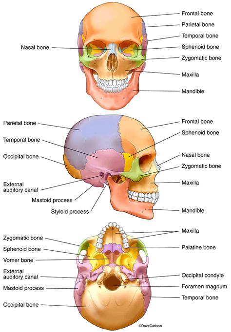 Skeletal System Color Coded - amenitymoms