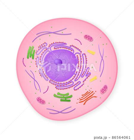 Cytoplasm Microscope