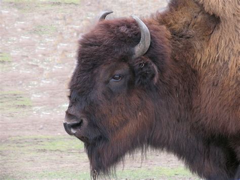 Wood Bison | A majestic wood bison at the Canadian Wilds, Ca… | Flickr