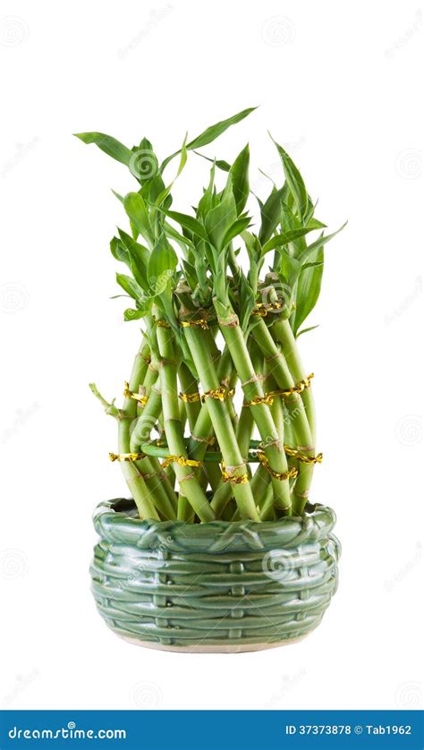 New Bamboo Plant In Ceramic Pot On White Background Stock Photo - Image of tropical, garden ...