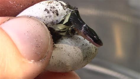 Incubated Ringneck Snake Eggs Hatching - YouTube