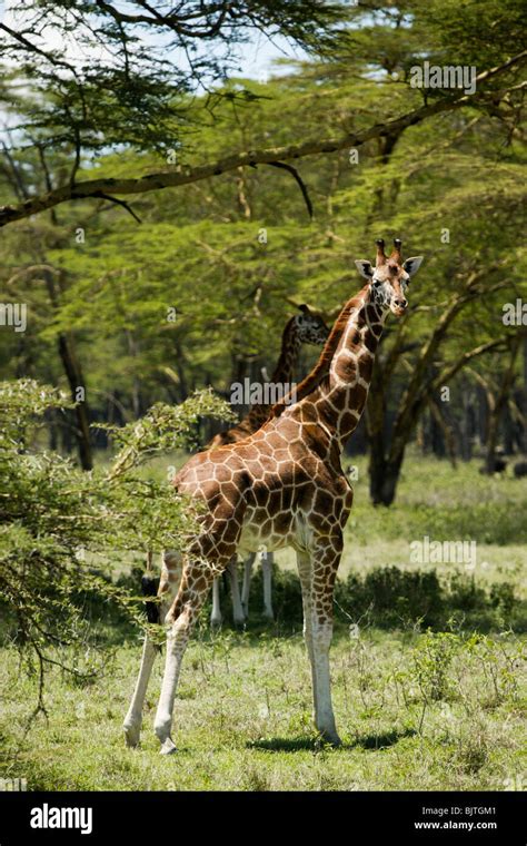 Giraffes in Kenya, Africa Stock Photo - Alamy