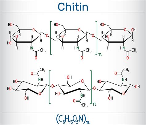 What Is Chitin? Definition and Uses