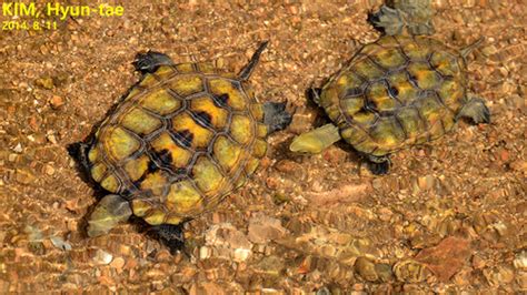 Japanese pond turtle (Reptiles and Amphibians of Japan) · iNaturalist