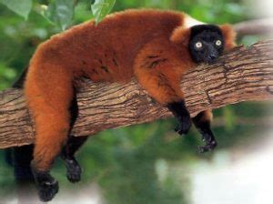 My Mission To Save The Red Ruffed Lemur From Extinction - EDGE of Existence