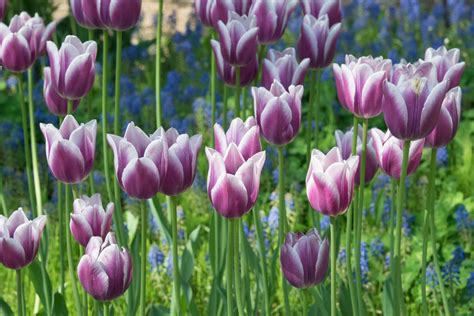 All the Prettiest Things About Purple Tulips