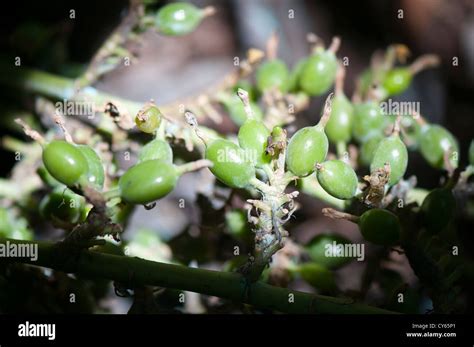 Cardamom Plant Stock Photos & Cardamom Plant Stock Images - Alamy