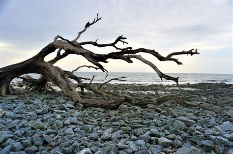 Driftwood Beach Jekyll Island Sunrise When Plans Change, Watch The Sunrise At Driftwood Beach On ...