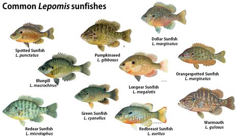 Bluegill vs Sunfish - är sunfish och bluegill samma sak? | Société ...