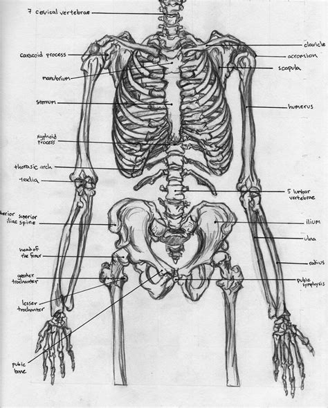 Skeletal Torso - Anatomy by BadFish81 on deviantART | Anatomy, Scientific illustration, Anatomy ...