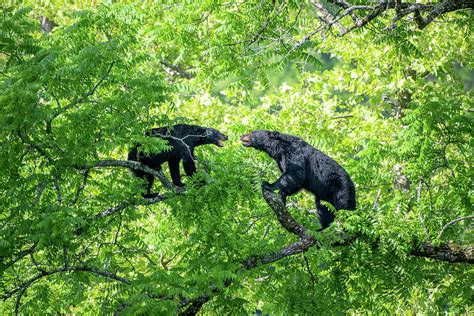 Black Bears in Cades Cove Photograph by Robert J Wagner