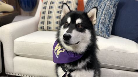 University of Washington mascot Dubs II visits New Day | king5.com