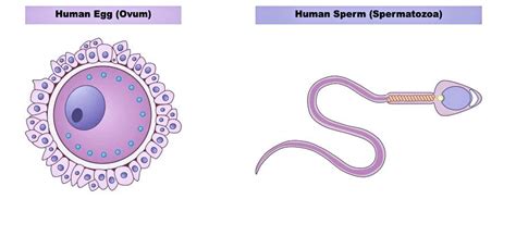 Compare the egg and the sperm in the human reproductive system. Which of the following are true ...