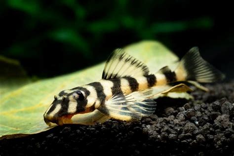 Butterfly Pleco: Care, Size, Breeding & More - Fish Laboratory