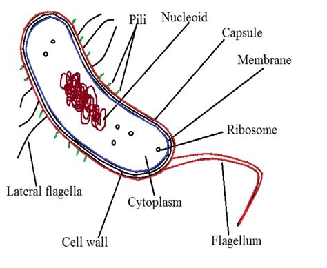 Vibrio Bacteria Overview - Examples, Shape, Structure and Infection