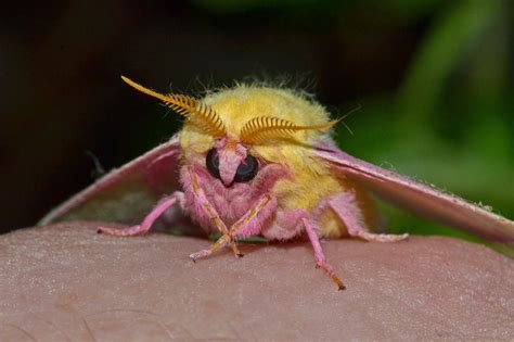 Rosy Maple Moth by wreckingball34 on DeviantArt