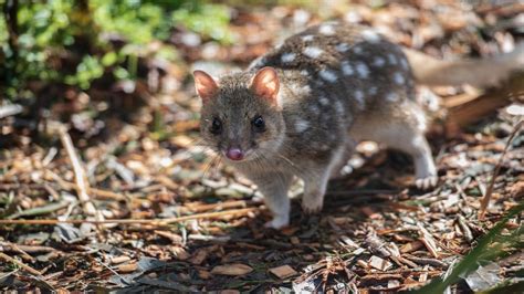 Viral News | Too Much Sex and No Sleep Might Kill the Endangered Quoll ...