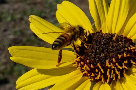 Happy to see wildflowers and bees : r/bees