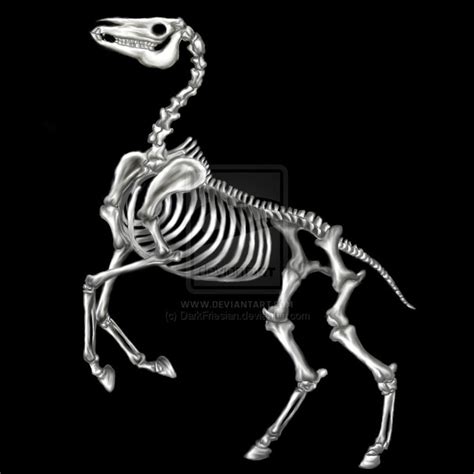 99 best Halloween skeleton horse images on Pinterest | Horses, Skulls ...