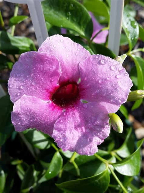 Pandorea jasminoides Pink | Wholesale Nursery - Nurseries in Melbourne ...